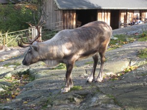 Big ren (reindeer)