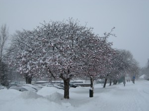 Snow piling up on the berry clusters in the trees