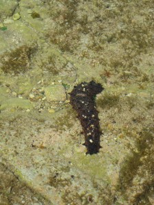 Sea cucumber also in the tidal pools. His pool seemed a bit limited and there are not big tides. I wonder if he misses his friends?