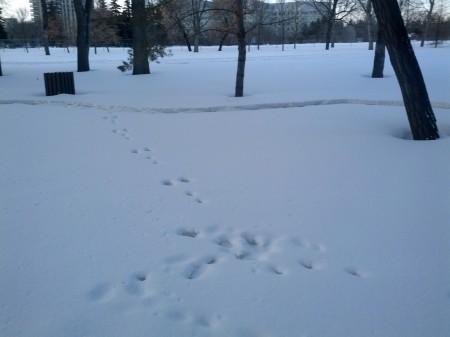 Bunny tracks in the snow