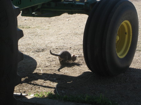 Naturally I wouldn't leave the farm without at least one cat photo.  this kitten was chasing beetles in the shed.