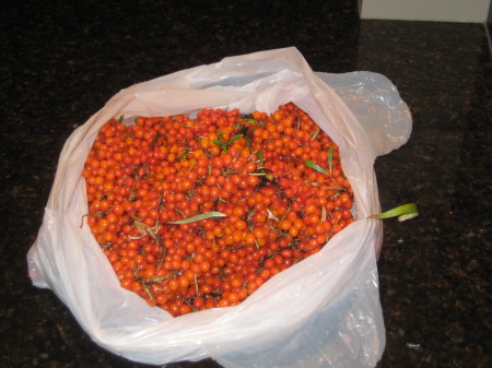 Seabuckthorn - I picked about 4kg.