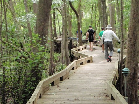 Boardwalk portage through the swamp