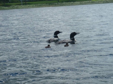 Loons (and bebe loons!) on the lake