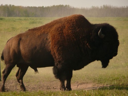 bison bull 03 08 2014