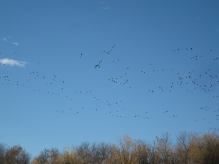 9 million Canada geese