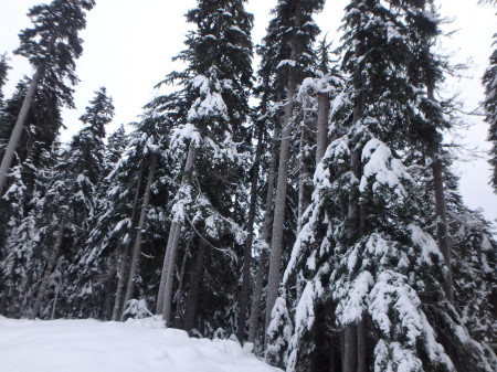 Big trees in the mountains with snow on them: coming to a province not-really-near you