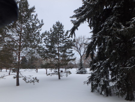 Not windy enough to knock the snow off the trees yet
