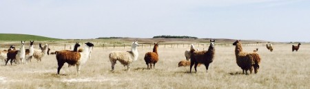 Although mostly prairie agriculture is grain and cattle, occasionally you get something interesting like alpacas.