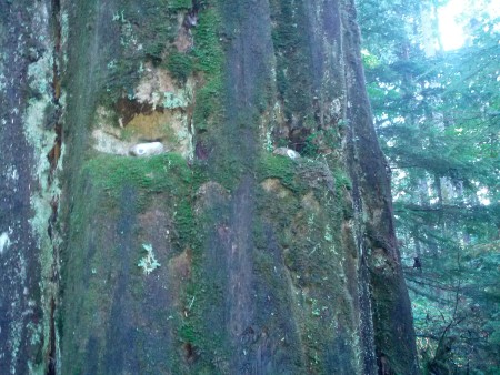 This imposing cedar stump looking down on trailgoers