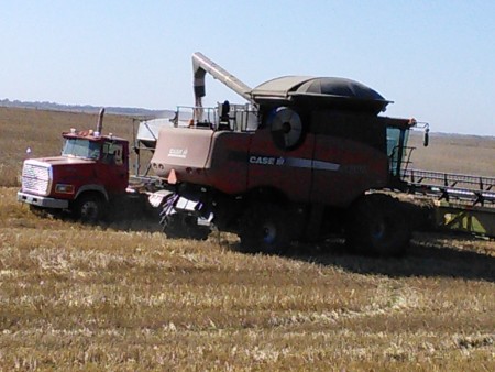 A combine emptying into a grain truck