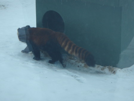 The red panda named phoenix just chilling in the snow.