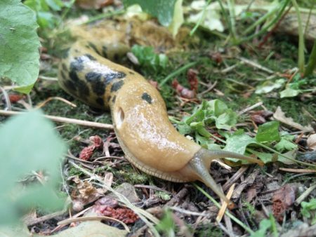 Giant slug coming right at you!! You should either run or just poke him lightly on the eye stalk so he shrivels into a ball for 5 min. 