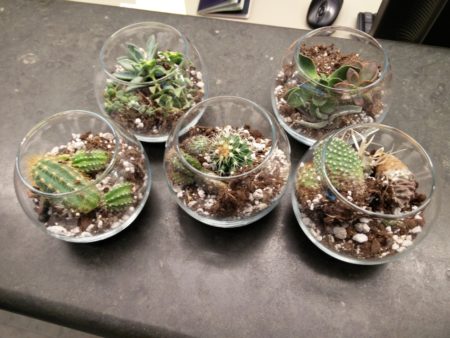 Five lovely little terrariums (terreria?)
