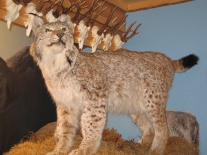 003 Stuffed Lynx