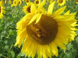 Most of the sunflowers had one or two slow, happy bees crawling around on them completely covered in pollen.