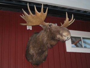 The head of an Ã¤lg (pronounced ellie) at the hunting lodge