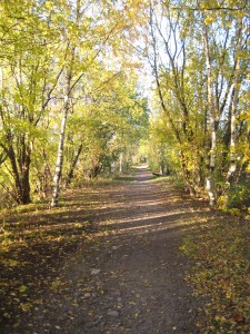 Last few days for the leaf canopy