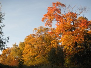 Changing of the leaves