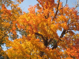 Graham took this picture of the Fall leaves