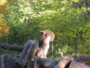 A couple of brun bjÃ¶rn cubs playing