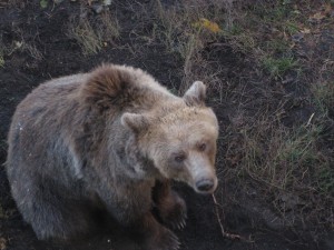 Full-grown mama bjÃ¶rn