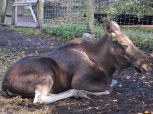 Female Ã„lg (moose)