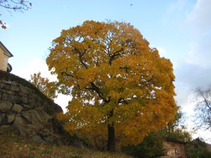 Most of these leaves are gone now, but they were nice while they lasted.