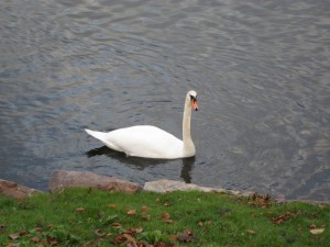 Swan