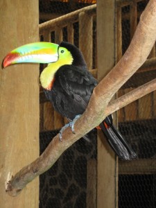 Tucan