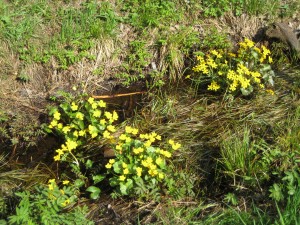 Gulviva, primorose, or cowslip