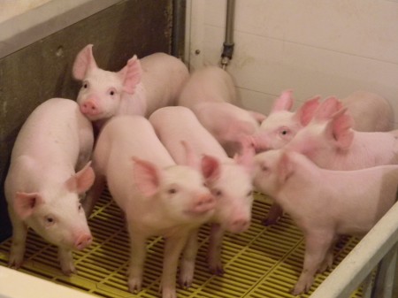 I think baby piggies are under-valued
