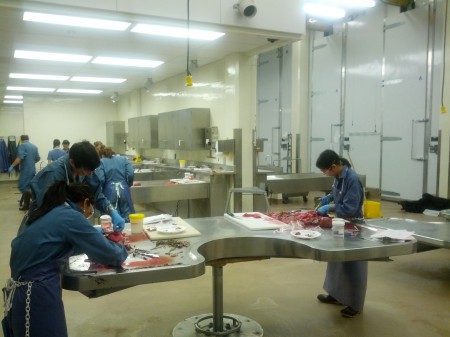 Some students doing dissections.  These are mostly 3rd and 4th year Vet Med students doing their mandatory 2-week rotation in pathology. 