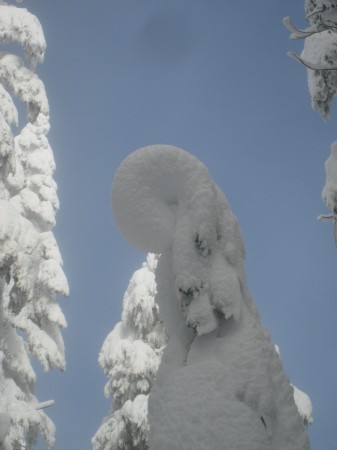 There were several of these awesome nautilus trees.