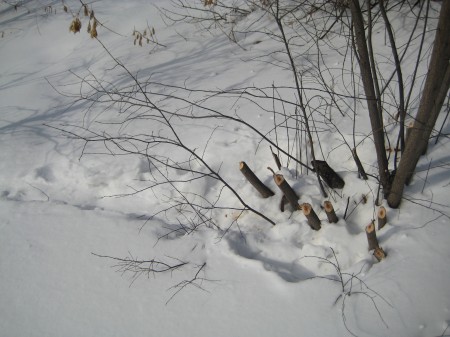 You can see where the beavers came up out of the river and chomped down some trees.