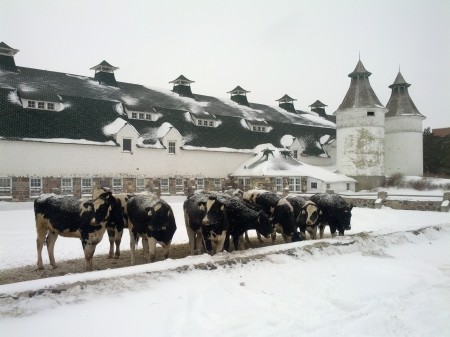 Heifers weather a snowstorm on the ides of March.  Only in Saskatchewan