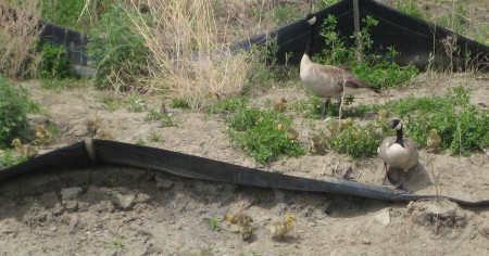 There must be 15 bebe goslings here!