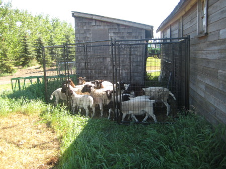 Sheeps! These are meat mutton, and they don't even need shearing