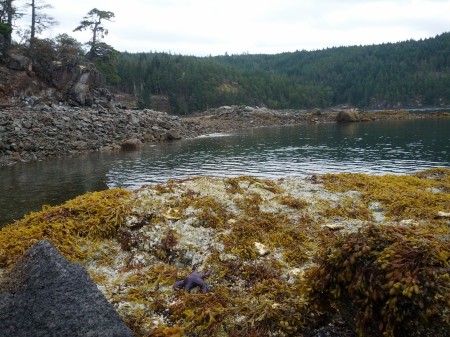 A starfish with a view at low tide. There were other more involved star fish parties with dozens on them, as well as some starfish-on-starfish action  :o