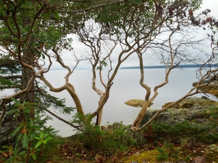 Looking through an arbutus to a still ocean (stillahavet, in fact)