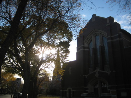 The sunlight through a tree by the chruch