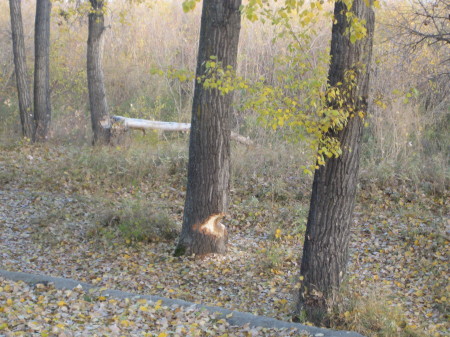 The beavers are going crazy on trees, as they have all summer