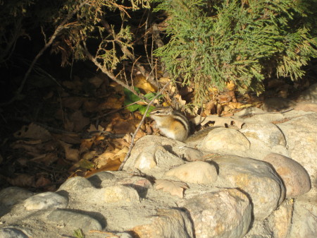 This cute little guy was getting ready for winter, and not too shy