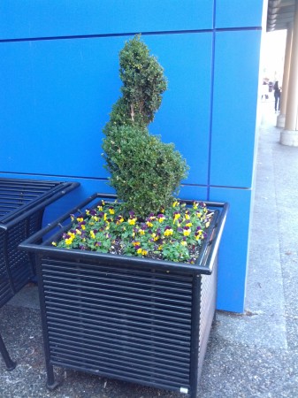 Pansies in full bloom.  these were all over Granville