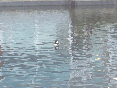 Bonus bufflehead shot