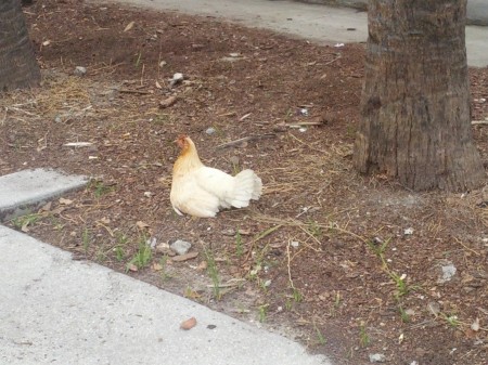 This hen reminded me of  a toy-in-egg dispensing vending machine that was in Valley Fair Mall circa 1984.