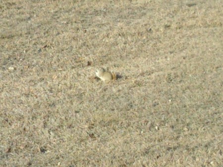 Blending in with the grass and munching on something