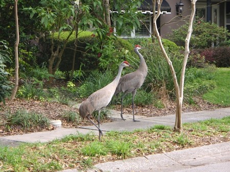 Sandhill cranes, in their winter home