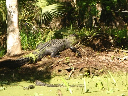 Alligator! This fellow was sunning himself on the banks when we turned the corner in our canoe.  We got QUITE close to him with no reaction - most of the time they plop into the water.