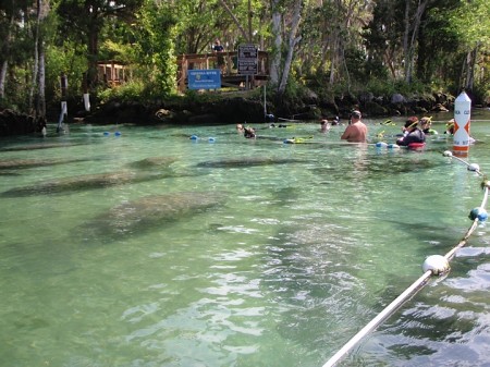 So many manatees!